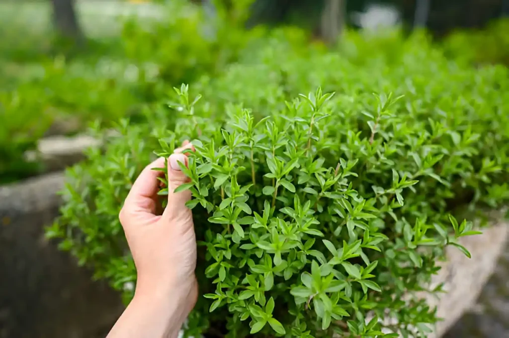 Fresh thyme and essential oil used for relieving tooth pain
